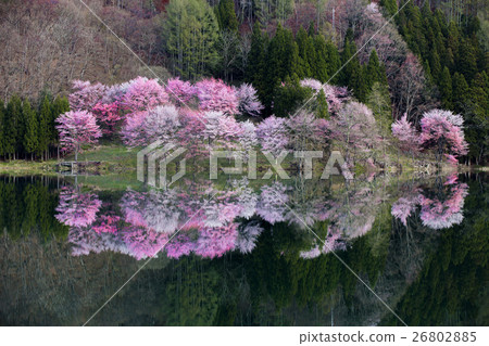 Nakanishi的櫻花 26802885