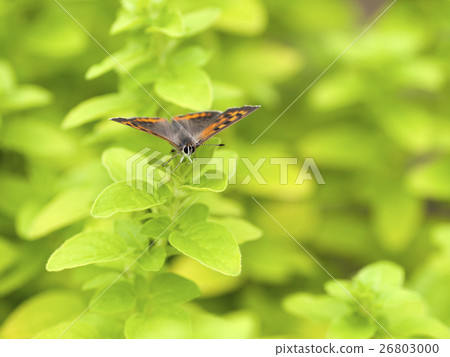 Lycaena phlaeas Lycaena phlaeas 26803000