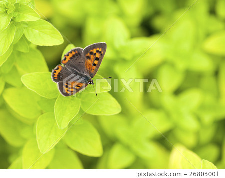 Lycaena phlaeas Lycaena phlaeas 26803001