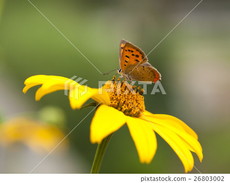 Bennisimi Bennisimi 26803002