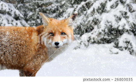Fox portrait in nature 26803035