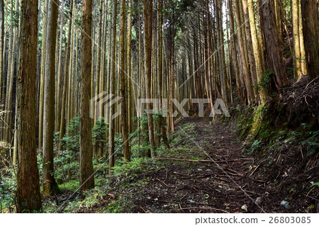 Kii山的世界遺產雪松 26803085
