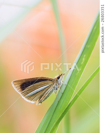 Gin Ichimon dyseri 26803351