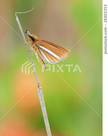 Gin Ichimon dyseri 26803353