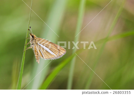 Gin Ichimon dyseri 26803355