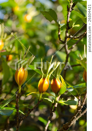 Fruit of a gyoza (gardenia) 26804421