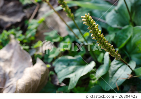 Psyllium seeds 26804422