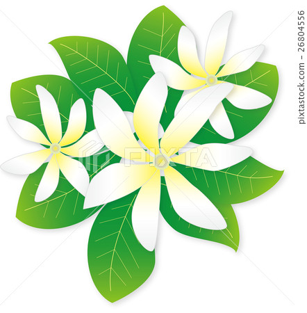 蒂亞雷 蒂亞雷 26804556