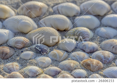 sand shell sand shell 26806153