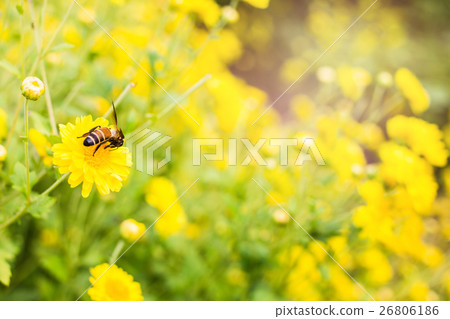 Bee eating's nectar from chrysanthemum Sunset back Bee eating's nectar from chrysanthemum Sunset back 26806186