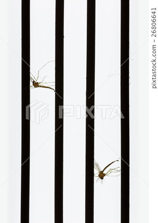 Mosquito dead by mosquito killer. 26806641