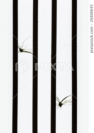 Mosquito dead by mosquito killer. 26806645