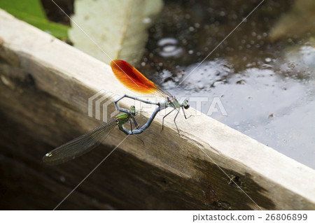 Damselfly 26806899