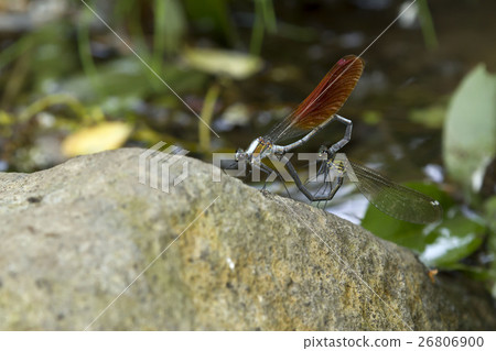 Damselfly 26806900