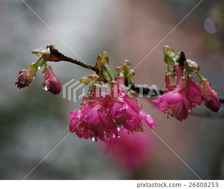 Cherry blossoms  26808253