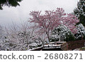 Snow cherry 26808271