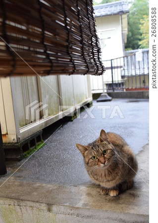 貓抓脖子 貓抓脖子 26808588