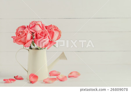 Withered pink rose flowers at watering can 26809078