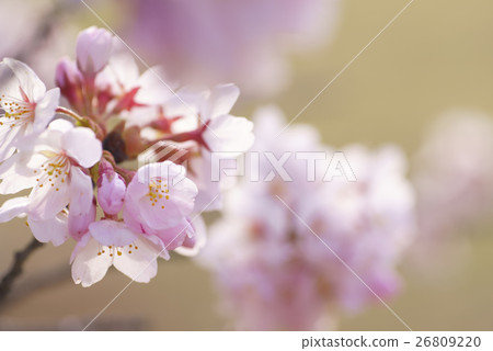 Spring rare summer bloom Simei Yoshino Shoi Yoshino Spring image beautiful blur. Closeup shooting with macro lens 26809220