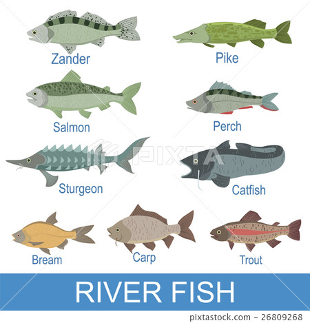 River Fish Identification Slate With Names 26809268