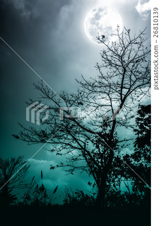 Silhouettes of dry tree against night sky and moon Silhouettes of dry tree against night sky and moon 26810139