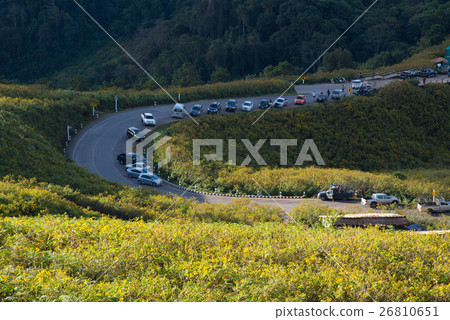 Mexican sunflowers field. 26810651