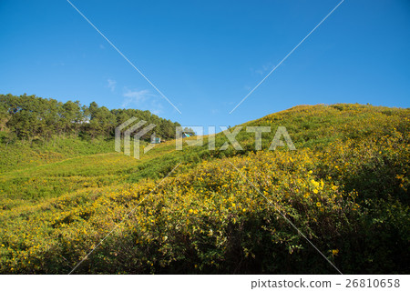 Mexican sunflowers field. 26810658