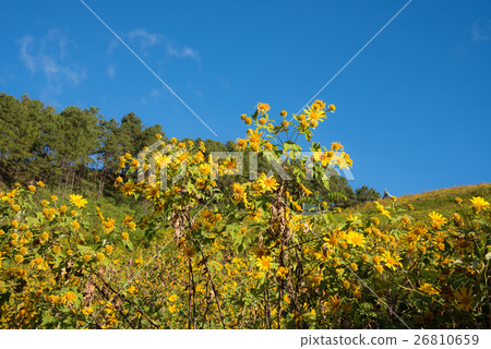 Mexican sunflowers field. 26810659