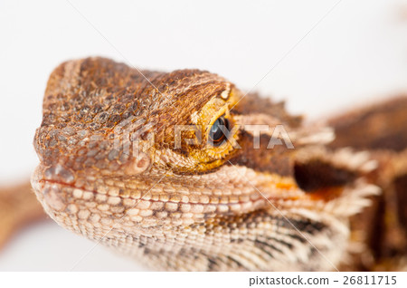 one agama bearded on the white background 26811715
