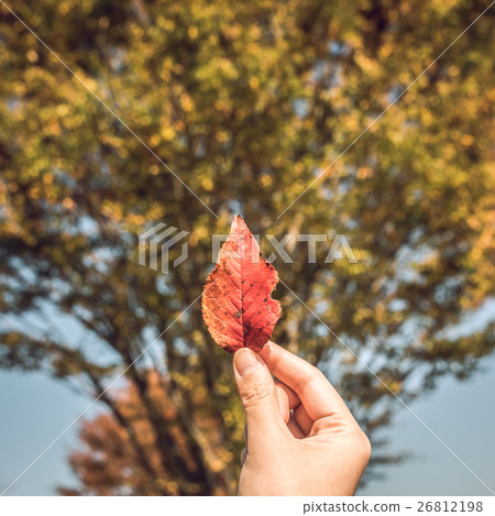 Autumn scene Autumn scene 26812198