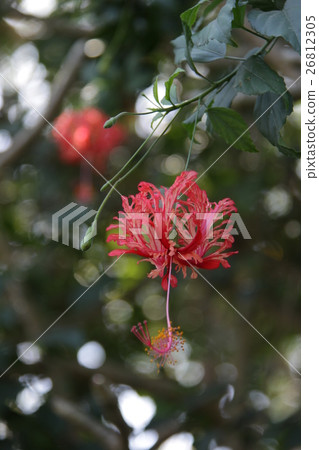 Fulinbrasso Fulinbrasso 26812305