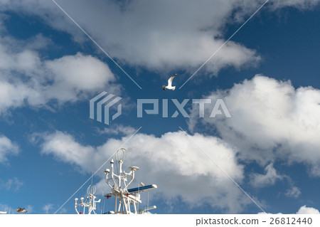 海邊白火雞 海邊白火雞 26812440