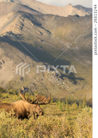 Alaska-Yukon Bull Moose 26813244