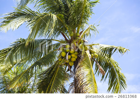 Coconut grove with mature coconuts summer in the t Coconut grove with mature coconuts summer in the t 26813368