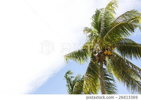 Coconut grove with mature coconuts summer in the t Coconut grove with mature coconuts summer in the t 26813369
