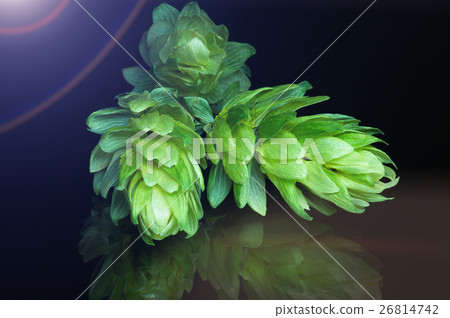 Green hop cones on a dark background 26814742