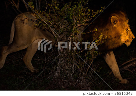 Male African Lion At Night 26815342
