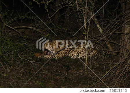 Powerful male leopard with his catch 26815343