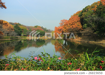 A pond colored leaves in Mitsuboo park A pond colored leaves in Mitsuboo park 26815650