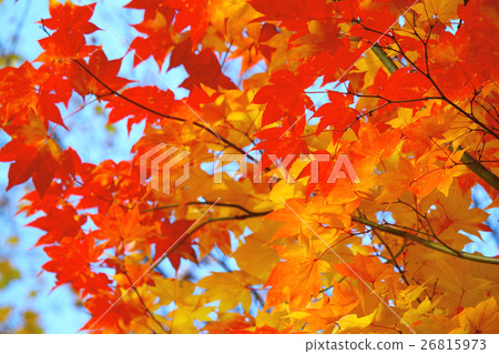 秋季葉子在Jozankei 08 秋季葉子在Jozankei 08 26815973