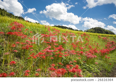 開花在傾斜和藍天的藍色開花的manxjshire社區 26816364