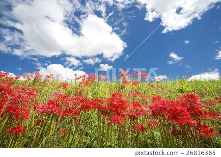 藍天和藍天花社區 26816365