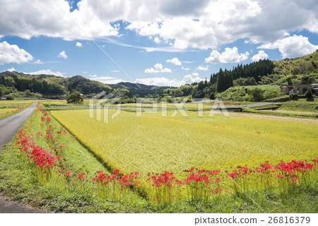 Flowers of manzisha flowering beside rice and ridges 26816379