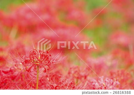 Manjshaghe花和花的紅色陰影 26816388