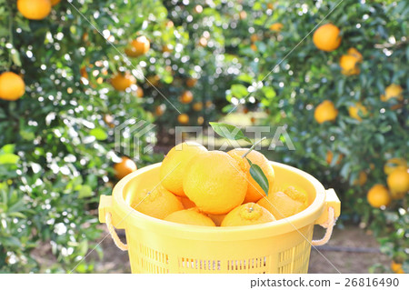 Deco Pon field basket back small 26816490