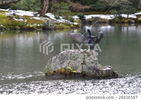 Kinkakuji (Kaenji Temple) Kokoro Pond Cormorant 26816587