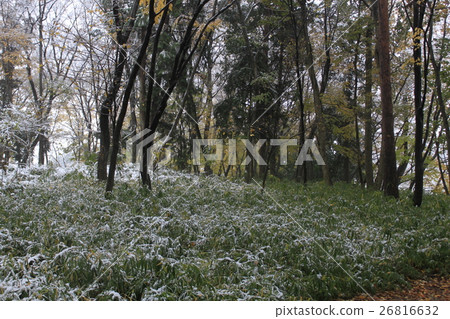 11月的第一場雪 11月的第一場雪 26816632