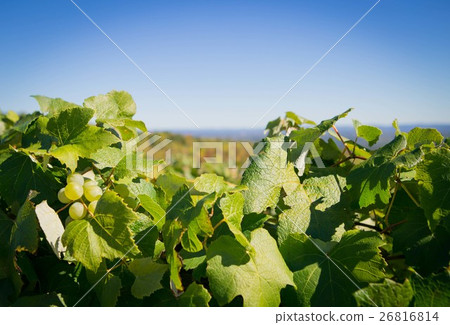 Green grapevine leaves and grapes against blue sky Green grapevine leaves and grapes against blue sky 26816814