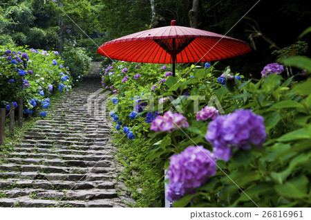 繡球花的繡球花 26816961