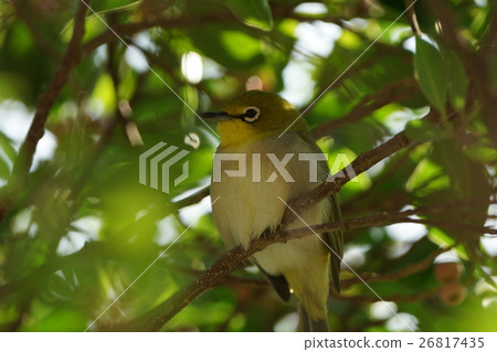 bird  bird  26817435